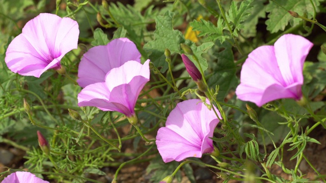 牵牛花开着紫色的花视频素材