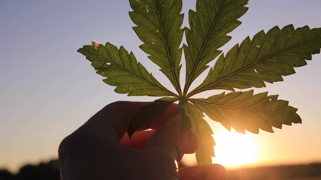 大麻叶手握日落天空背景视频素材