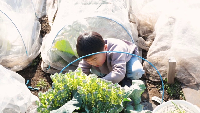 男孩在田里收割蔬菜视频素材