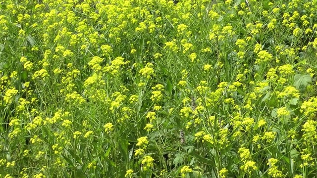 春黄的野花在羊袋里随风摇曳视频素材