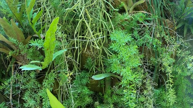 花园中的蕨类和热带植物视频素材