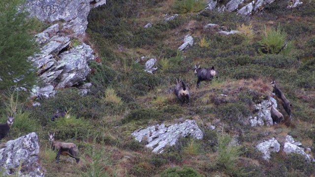 一群岩羚羊正爬上这座山的斜坡视频素材