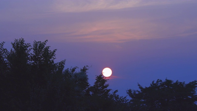 新鲜的绿树在风中和夕阳中摇曳视频素材