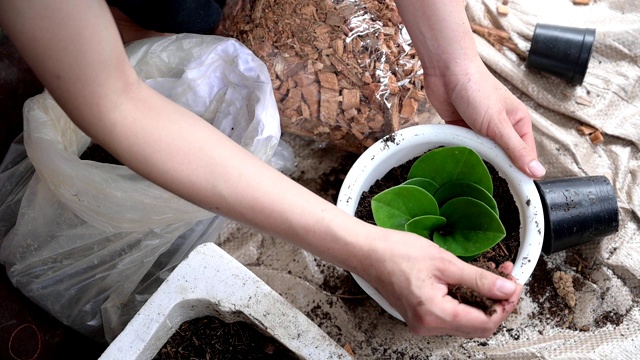 慢动作视频的女人手填土与肥料混合到一个计划盆时种植一种obtusifolia作为一种室内植物。视频素材