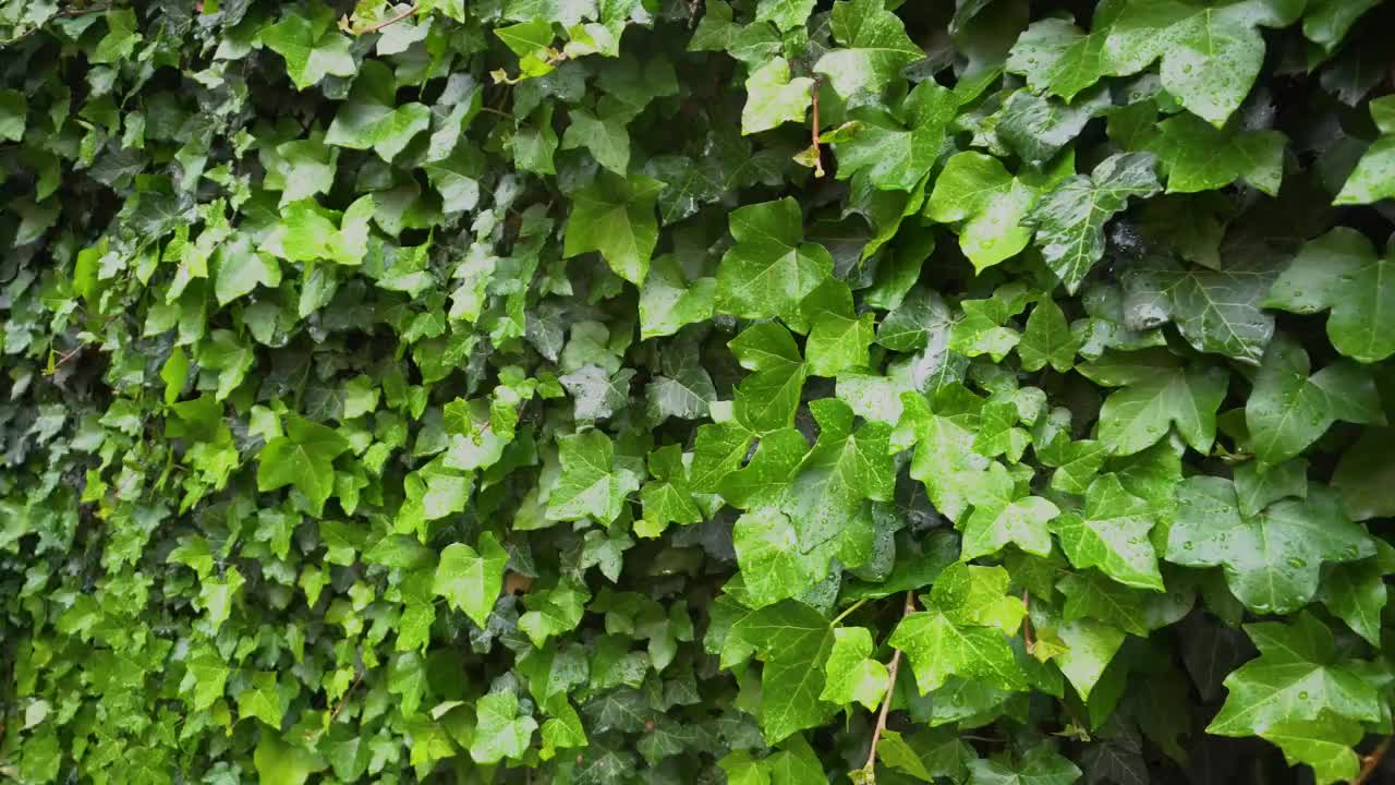 夏日花园墙上常青藤。雨后湿漉漉的绿叶挂在篱笆上。自然对冲视频素材