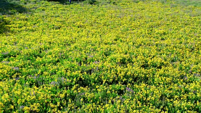 科罗拉多落基山脉的野花视频素材