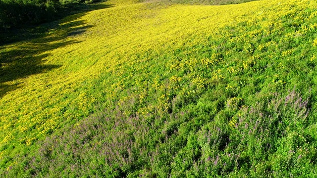 科罗拉多落基山脉的野花视频素材