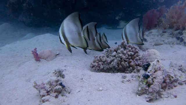 三种长鳍蝙蝠鱼或长鳍蝙蝠鱼(Platax teira)生活在埃及红海拉哈米湾的沙底视频素材