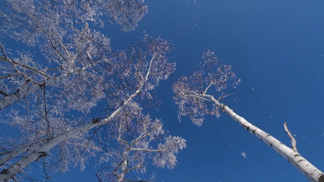 雪花从树上飘落视频下载