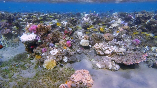 埃及的拉哈米湾，美丽的珊瑚礁上有海洋生物和许多热带鱼/小珊瑚礁视频素材