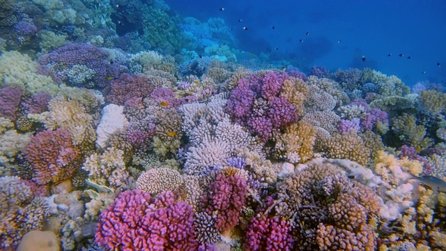 埃及的拉哈米湾，美丽的珊瑚礁上有海洋生物和许多热带鱼视频素材