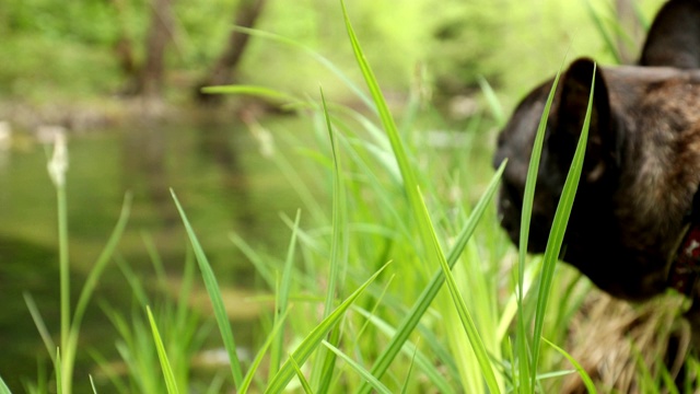 法国斗牛犬享受大自然视频素材