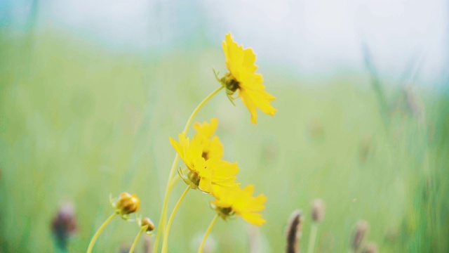 田野里的花视频素材