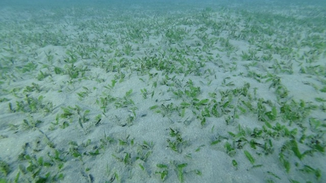 沙质海床上覆盖着绿色的海草。相机移动向前。水下的背景视频素材