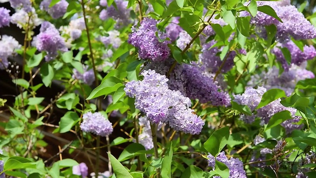 紫色的丁香花挂在树枝上，绿叶随风摇曳。美丽的春天自然背景。视频素材