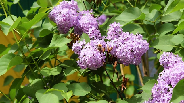 绿叶枝头的紫丁香花在风中摇曳。大黄蜂收集花蜜。美丽的春天自然背景。视频下载