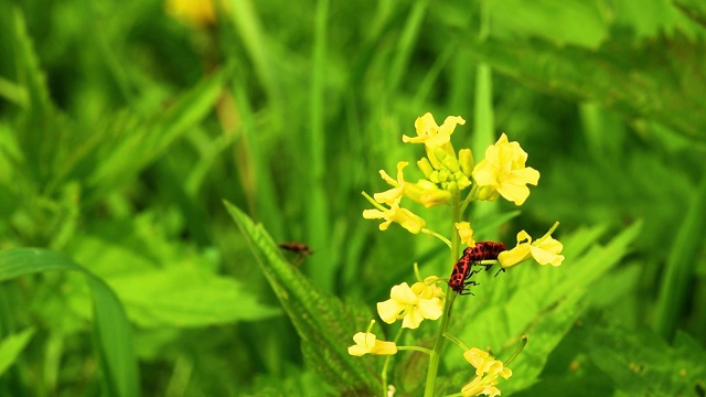 虫兵红(Pyrrhocoris apterus)。甲虫士兵在绿叶和花朵间交配视频下载