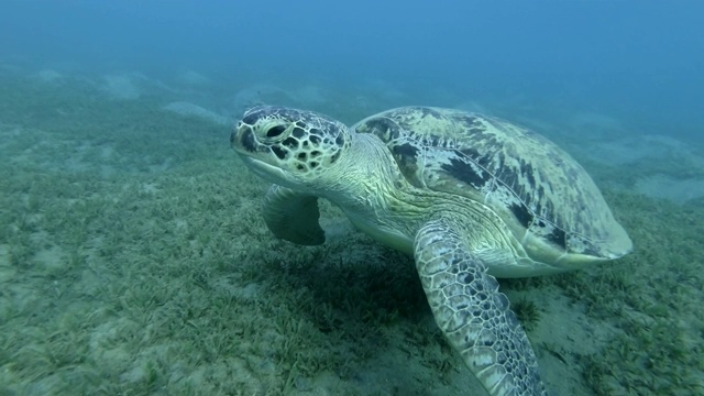 一只巨大的海龟缓缓地浮在覆盖着海草的海底上方，向照相机靠近。随后拍摄，绿海龟(Chelonia mydas)，红海，埃及视频素材