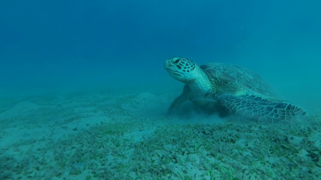 正面肖像的小海龟坐在沙底，急切地吃绿色的海草。绿海龟(Chelonia mydas)，埃及红海视频素材