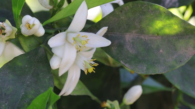 有白花的柠檬花蜜视频素材