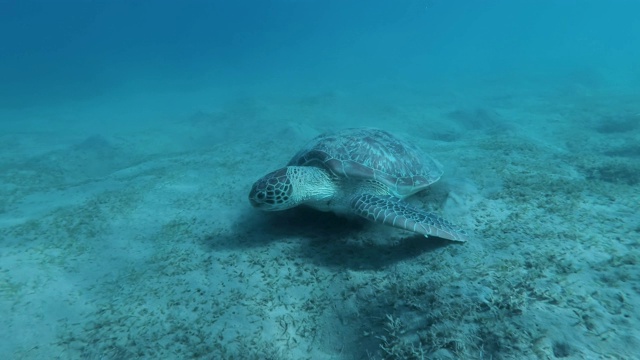 慢镜头，海龟慢慢地浮在沙底，一边撕扯一边吃海草。绿海龟(Chelonia mydas)，埃及红海视频素材