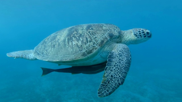 海龟和一群带壳的鮣鱼在蓝色的水里慢慢地游着。绿海龟(Chelonia mydas)和鮣鱼(Echeneis naucrates)，红海，埃及视频素材