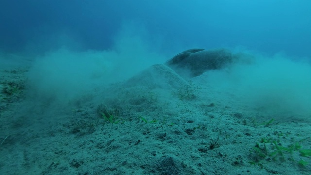 藏在淤泥云中的大海龟和带壳的鮣鱼。绿海龟(Chelonia mydas)和鮣鱼(Echeneis naucrates)，红海，埃及视频素材