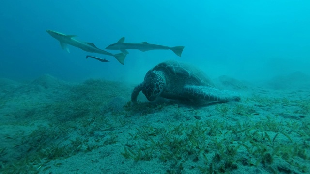 在蓝色的水里，鮣鱼在她身边游来游去。绿海龟(Chelonia mydas)和鮣鱼(Echeneis naucrates)，红海，埃及视频素材