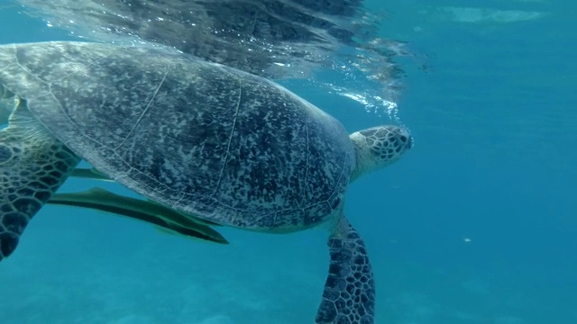 海龟慢慢地向上游，呼出气泡，深吸一口气，潜入深海。绿海龟(Chelonia mydas)，埃及红海视频素材