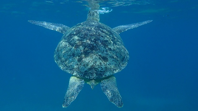 海龟游到蓝色的水里，深呼吸，然后潜到深处。后视图。绿海龟(Chelonia mydas)，埃及红海视频素材