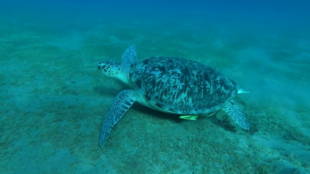 绿海龟(Chelonia mydas)和壳下的Remora鱼(Echeneis naucrates)慢慢地游过覆盖着绿色海草的沙底。低角拍摄，埃及红海视频素材