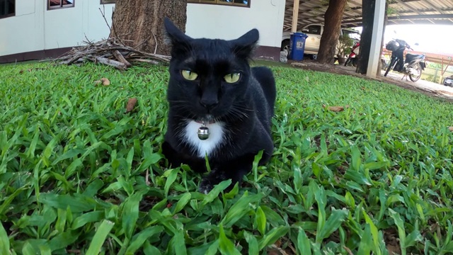 黑猫黎明时分躺在绿草地上视频素材