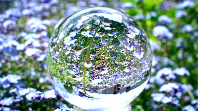 水晶球以美丽的蓝色花田为背景，自然世界的纹理概念视频素材