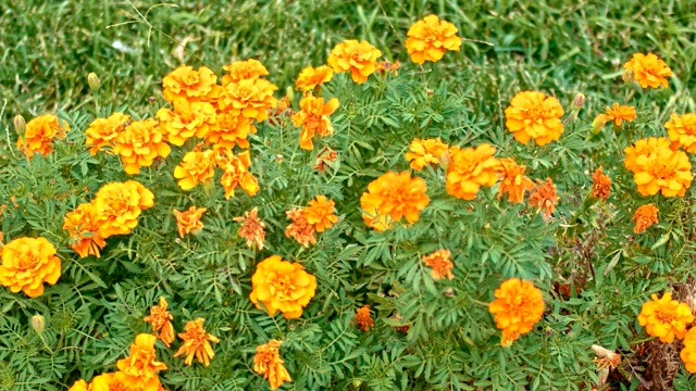 橙色矮牵牛花在花园里视频素材