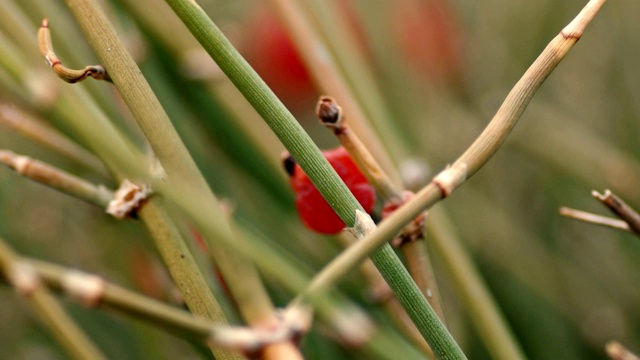 野草的茎，顶部有浆果视频素材