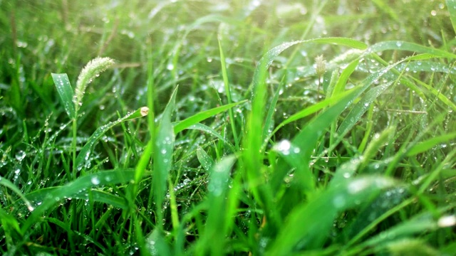 倾盆大雨背光下，小草沾满了水珠视频素材