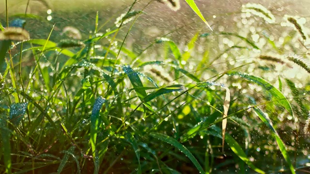 夏雨。雨水倾泻在新鲜的草地背光视频素材