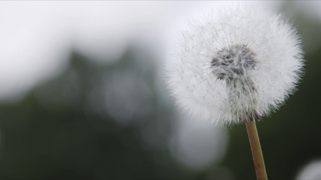 白色蓬松的蒲公英在风中摇曳。视频素材