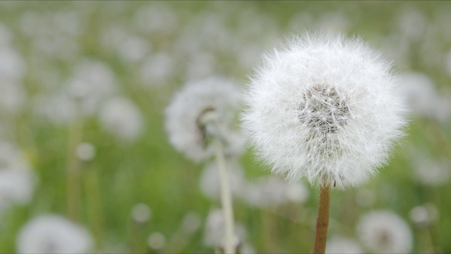 绿色草地上白色蓬松的蒲公英在风中摇曳。视频素材