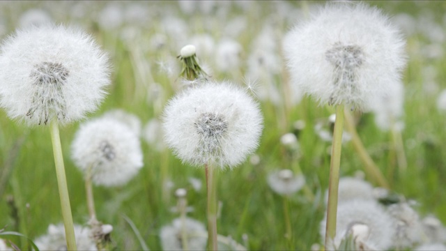 绿色草地上白色蓬松的蒲公英在风中摇曳。视频素材