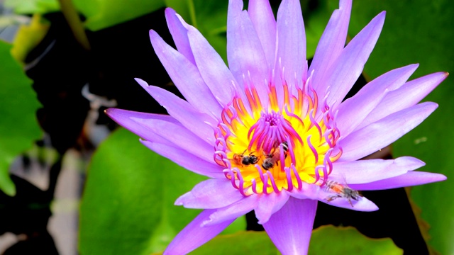 蜜蜂在莲花上采集花蜜和花粉视频素材