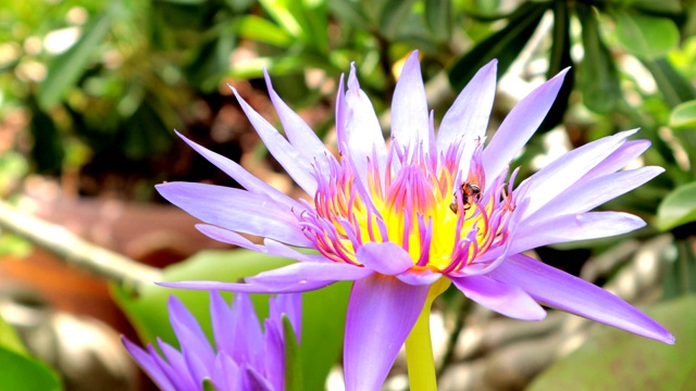 蜜蜂在莲花上采集花蜜和花粉视频素材