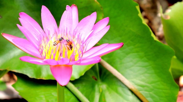 蜜蜂在莲花上采集花蜜和花粉视频素材