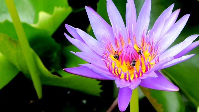 蜜蜂在莲花上采集花蜜和花粉视频素材