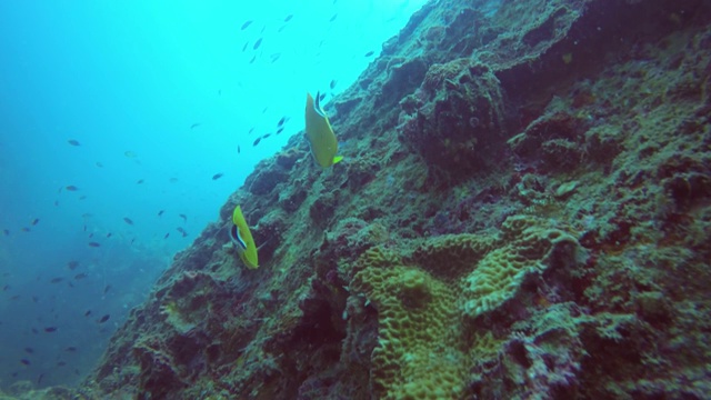 海洋潜水，水下五彩缤纷的热带珊瑚礁海景。海洋深处的一群海洋鱼类。软、硬珊瑚水生生态乐园背景。爱好水上极限运动。视频素材