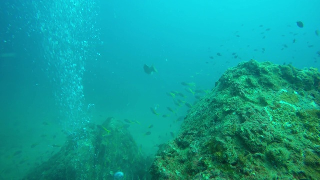 海洋潜水，水下五彩缤纷的热带珊瑚礁海景。海洋深处的一群海洋鱼类。软、硬珊瑚水生生态乐园背景。爱好水上极限运动。视频素材