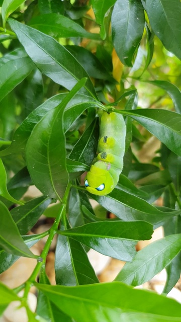 咖喱叶上的绿毛虫视频素材