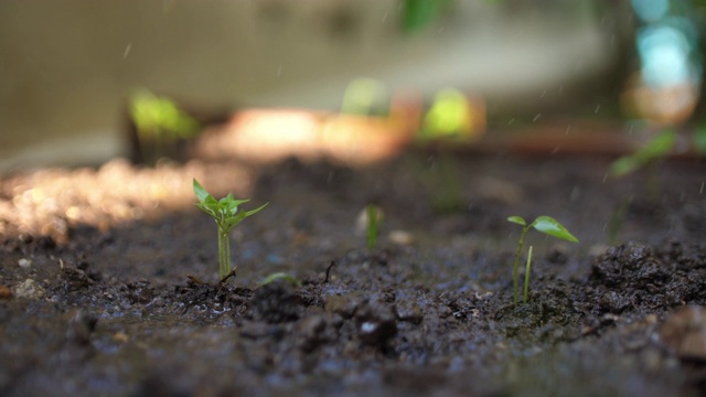 雨点落在家里的新植物上视频素材