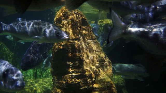 水族馆里的黄貂鱼。近距离视频素材