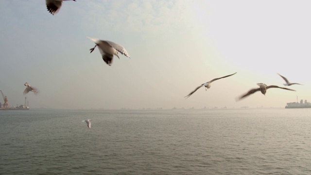 海鸥在海面上飞翔视频素材